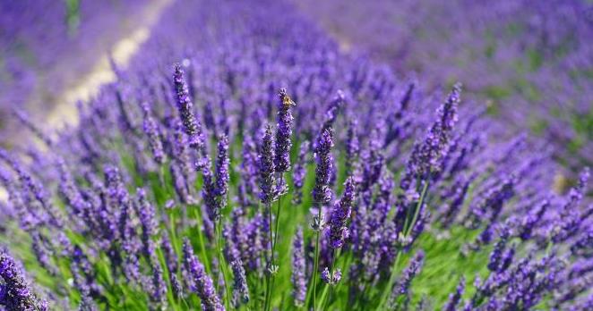 Andrews Seed Company